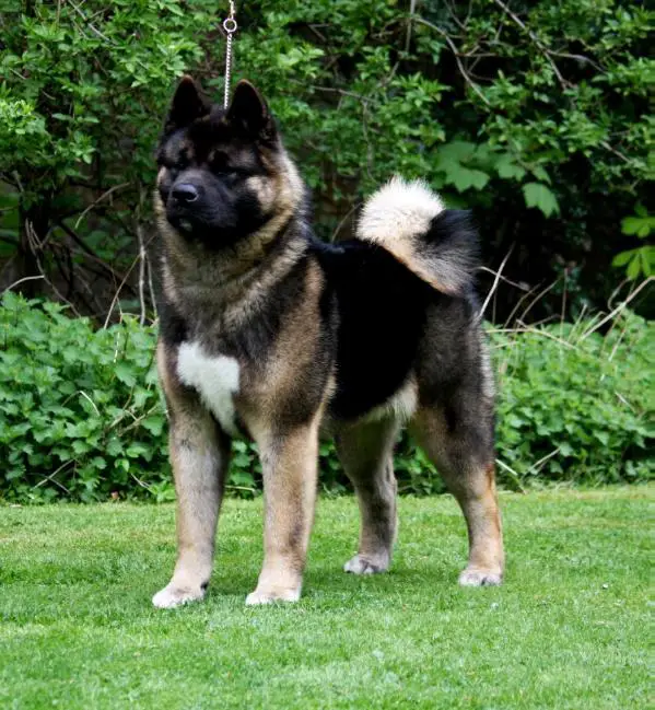 Kumatomo Shades Of Grey