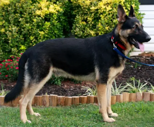 Disel's Big Time Boy