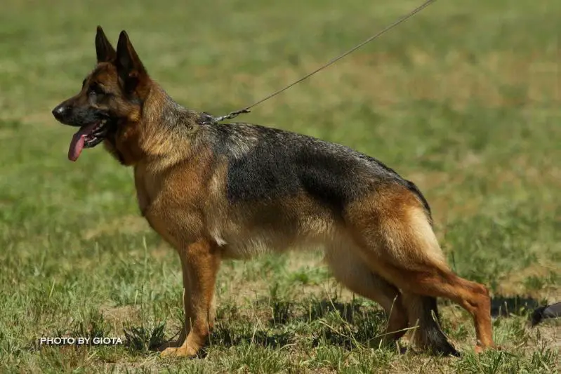 Genevia Clever Canin