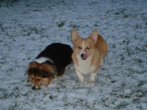 Fernhaven Simply Red At Rottwud