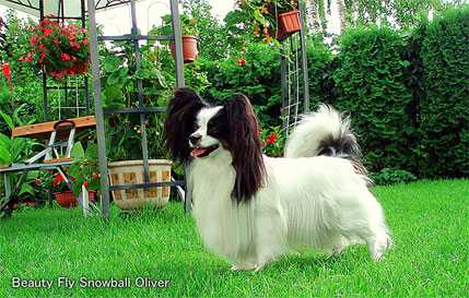 Lithuanian & Latvian Champion Beauty Fly Snowball Oliver