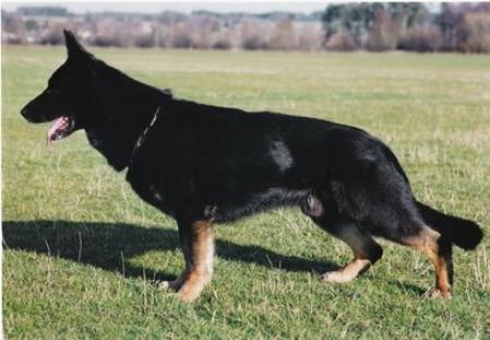 Esko vom Auracher Schlößchen