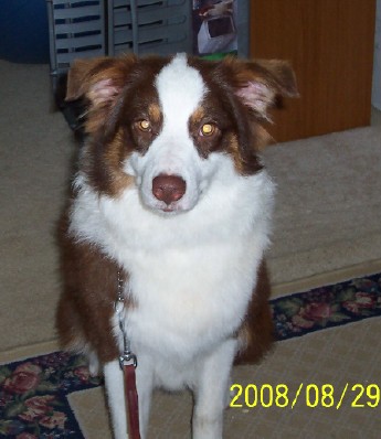 Cottonsox Blazing Autumn Sienna