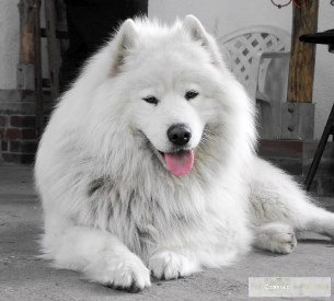 PODMUCH Ze Szkolnego Podwórka