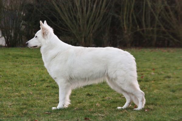 Royal Yaika of White Energy