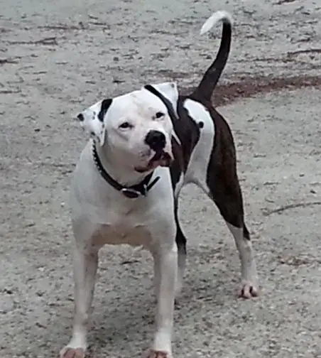 Laura's Link Back to Cowboy