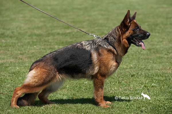 V1 LGZS Roxy vom Elzmündungsraum