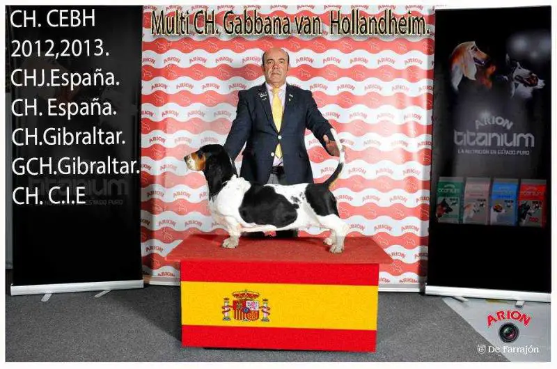 MULTI CH. CH.Esp,CH.Gib,Super CH.Esp,Super CH.Gib,CIE. Gabbana Van Hollandheim