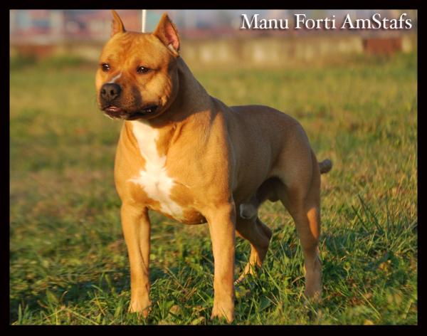 Manu forti cowboy from hell