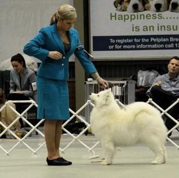 AUST CH Oscarbi Just A Kiwi Girl At Kalaska