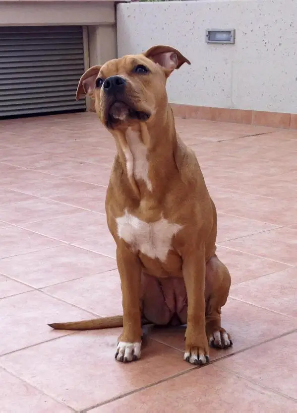 Era Put Your Hands Up