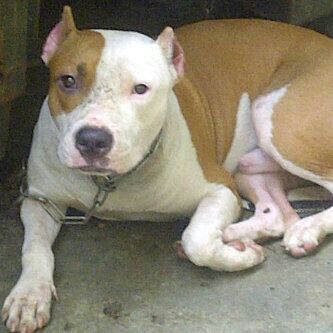 Face of Rasheed