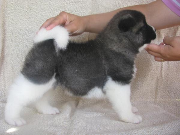 Step Pride Melodies Of The Heart