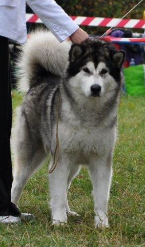 C.I.B. Arctic Challenge BE COOL