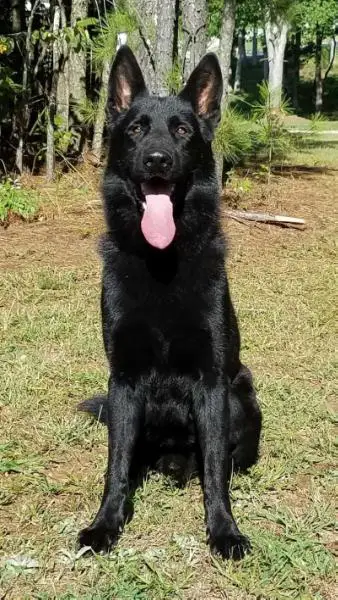 UKC Grand Champion Ricky Denbrix (Wrath)