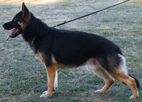 CRO IPO-3 CHAMP 2014, 2015 Pax Hause Calligaris