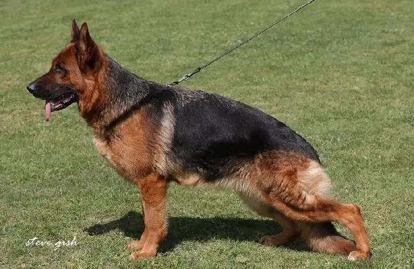 V Gelinotte du Clos d'Azieu