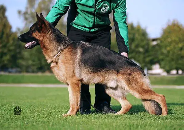 VA1 LTU Ron vom Valtenberg