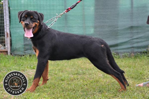 BEST BABY, PUPPY Rott Guardian Lesly