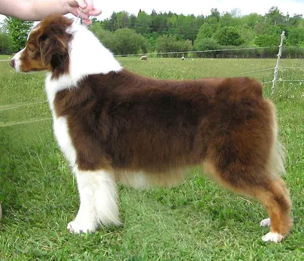 RisingStar's Wildfire of Legacy