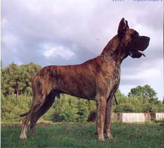 Flint du Logis des Araucarias