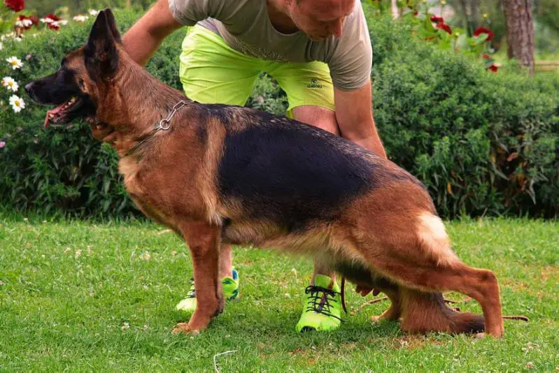 V Belissima Kevin Timeless