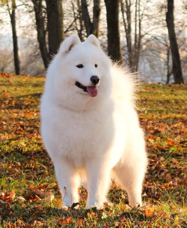 JCH BLR, GR JCH BLR, Melody of My Love iz Moskovskoy Metely