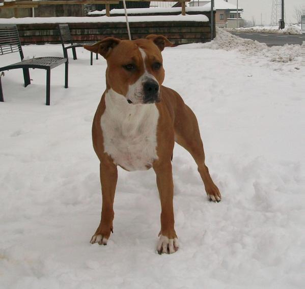 DePaco XZ RedRock Belle Holiday