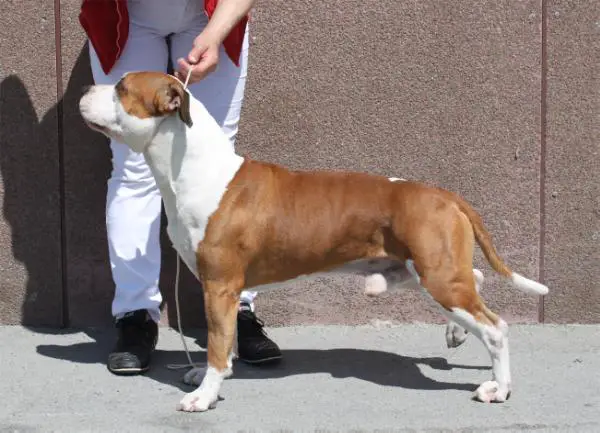 Vyat Galena Zippi Vil fo Star's Union