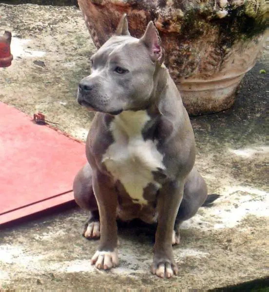 Sharon Stone New Kraftfeld