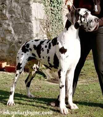 CIB, Ch.Fr, Ch.Lux, P Al-Azhar d'Iskandar