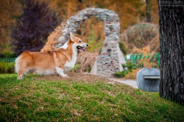 Siberian Shepherd Installs Ruls