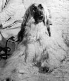 CH (US) Bletchingley Ragman Of Scheherezade