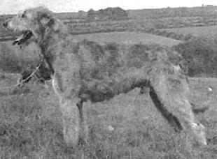 CH (UK) Eaglescrag Toby