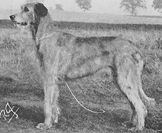 Red Wully of Eaglescrag