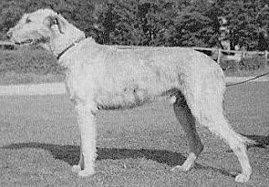 Sulhamstead Remus
