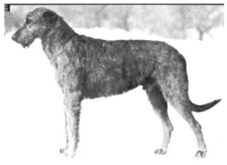 Felixstowe Kilmorac Halcyon