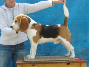 Wilkeep Co's Hocus Pocus at Fallowield