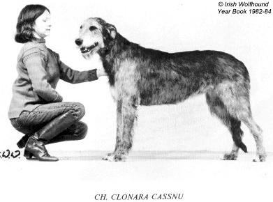 CH Clonara Cassnu