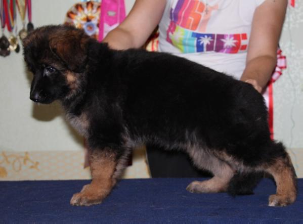 Victory v. Nord Traum