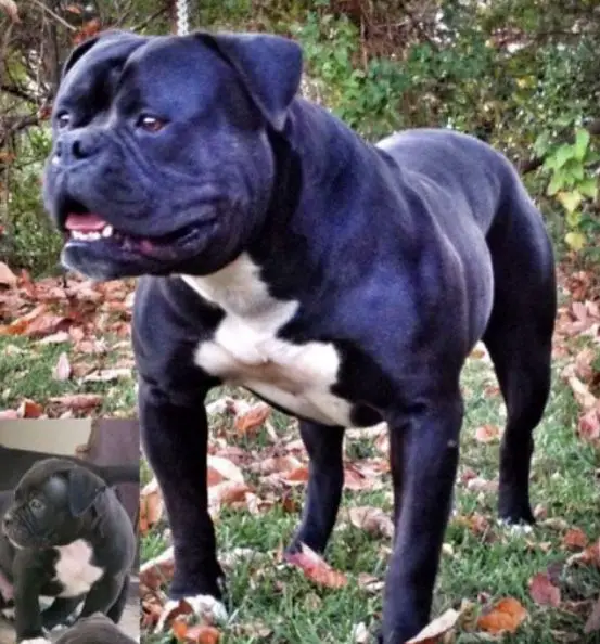 SABK's Angus of Miura Bulls
