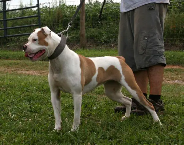 CH Gunslinger's Last Round Chambered