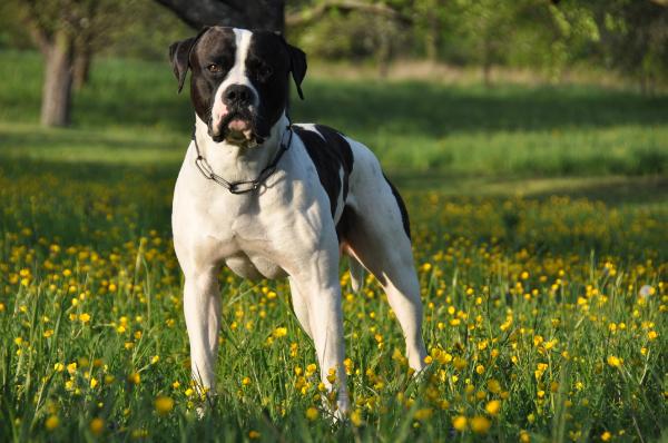 NKC & ABNA Champion Charismatic Columbus aka IPO