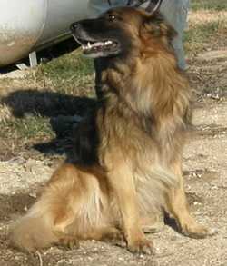 Goller's Zeus