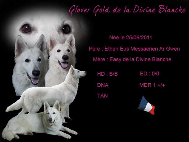 Glover Gold de la Divine Blanche