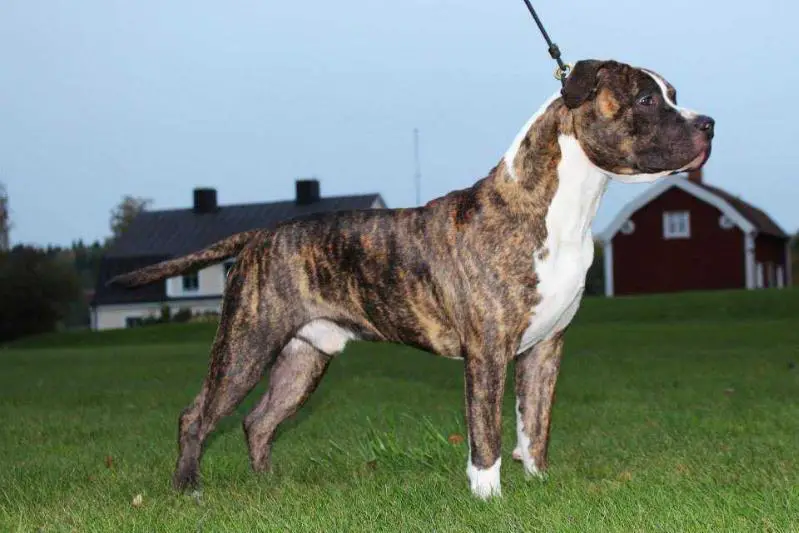 Tatonka Enough Is Enough