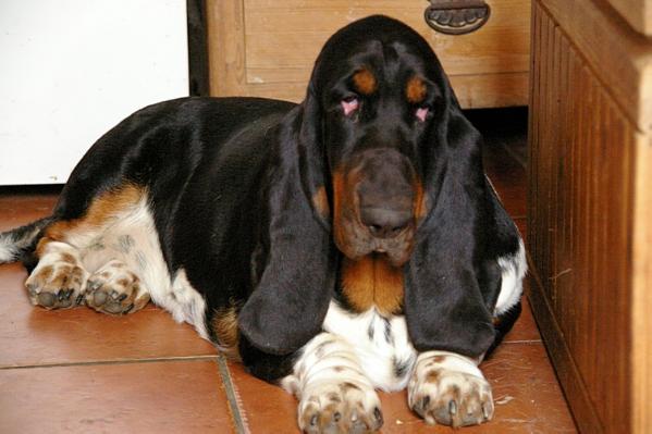 Aféra Citadela Bohemia