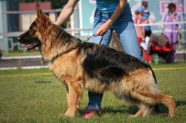 CH.RUS,2XJ.CH.CLUB Evil Forkas Argus II (Langhaarig)