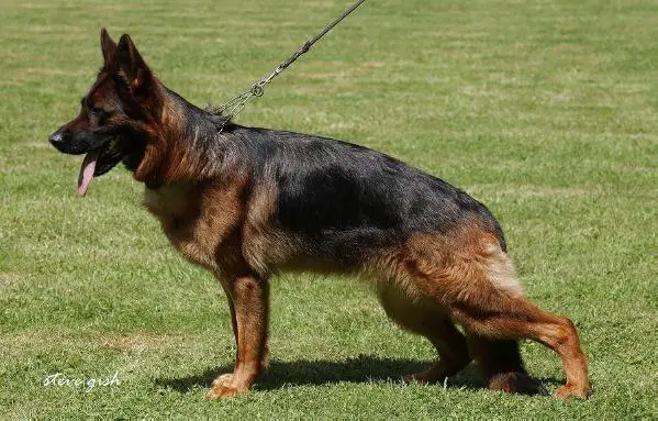 HZS 2014 JHKL SG 7 Jamma von der Bärenschlucht