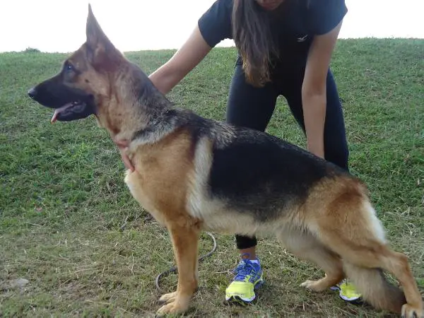 Bolena Pent Kennel´s